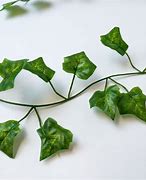 Image result for Fake Ivy Leaves