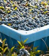 Image result for blueberries harvest