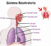 Image result for Sistema Respiratorio Diagrama