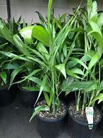 Image result for Bamboo Palm in Small Pot