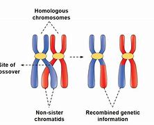 Image result for When Does Recombination Occur
