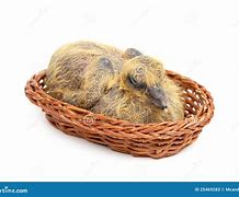 Image result for Baby Bird Nest