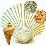 Image result for Coquillage Coloeur