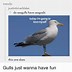 Image result for Funny Seagull Memes