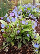 Image result for Omphalodes cappadocica Cherry Ingram