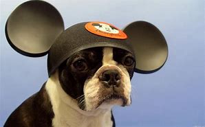 Image result for New Year Dog Hat