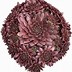 Image result for Sempervivum Blushing Garnet