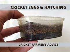 Image result for Cricket X Blue Eggs