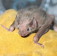 Image result for Cute Vampire Bat