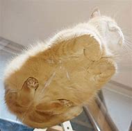 Image result for Loafing Cat Table