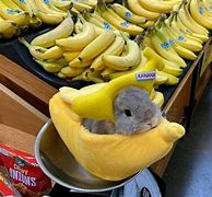 Image result for Hamster with Banana Meme