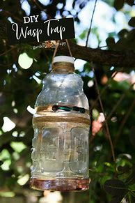 Image result for How Do You Make a Homemade Wasp Trap