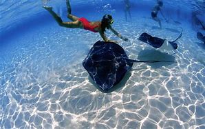 Image result for Snorkeling in Caribbean