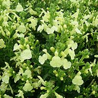 Image result for Salvia greggii SUNCREST Lemon Light