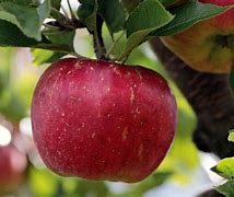 Image result for Apple Picking in Massachusetts