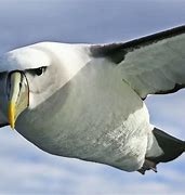 Image result for albattos