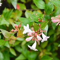 Image result for Abelia x grandiflora