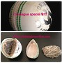 Image result for Cricket Ball Layers