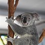 Image result for Koala Crying