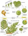 Image result for Ferns Reproduction Cycle