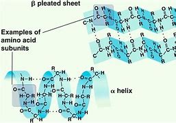 Image result for Secondary Protein Structure