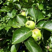 Image result for Malus domestica Bramleys Seedling