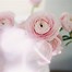 Image result for Pink Flower Petals