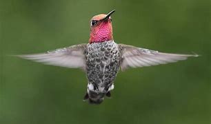 Image result for A New Foe Appears Bird