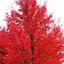 Image result for Autumn Blaze Red Maple