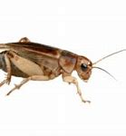 Image result for Pic of Cricket Insect