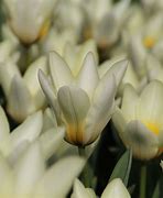 Tulipa Concerto 的图像结果