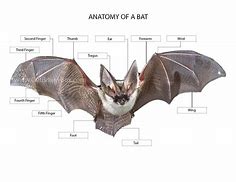 Image result for Parts of a Bat Poster