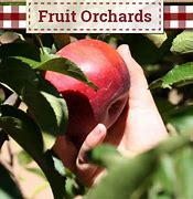 Image result for Apple Annie's Orchard