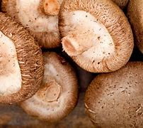 Image result for Jumbo Shiitake Mushrooms