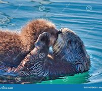 Image result for Sea Otters Kissing