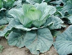 Image result for "cabbage-curculio"