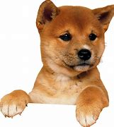Image result for Cutest Puppy Ever Seen