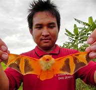 Image result for Bat Species List