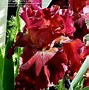 Image result for Iris Scarlet Ribbon (Germanica-Group)