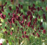 Image result for Sanguisorba officinalis Tanna