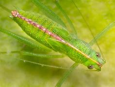 Image result for Gryllidae