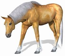 Image result for Horse Zoom Background