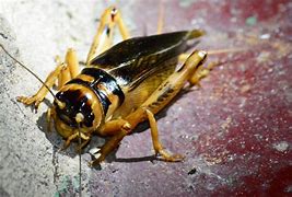 Image result for Cricket Bug