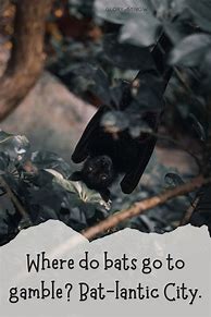 Image result for Bat Jokes Book