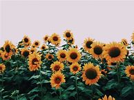 Image result for Cute VSCO Wallpapers