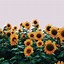 Image result for Cute VSCO Wallpapers