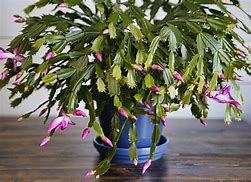 Image result for Different Types of Christmas Cactus