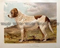 Image result for Antique Dog Engravings