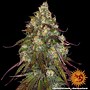 Image result for Amnesia Lemon Strain