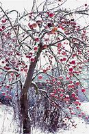 Image result for Apple Trees in Snow